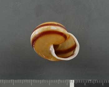Media type: image;   Malacology 407411 Description: Dry shell;  Aspect: APO